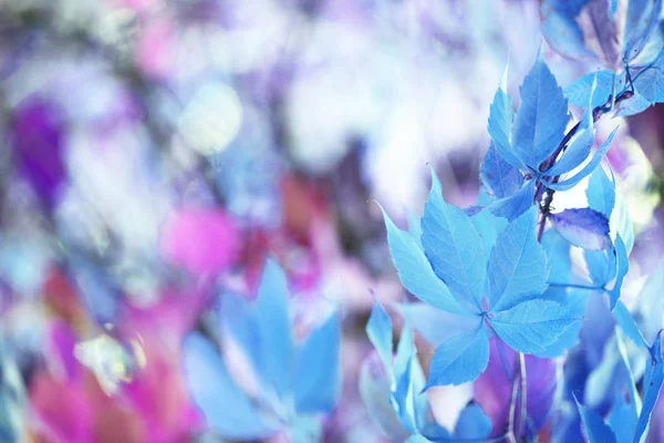 Herbstblätterzweig — Stockfoto