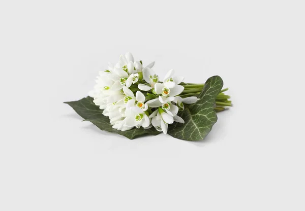 Άνοιξη λουλούδι λευκόιο — Φωτογραφία Αρχείου