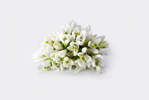 Tavaszi hóvirág virág — Stock Fotó