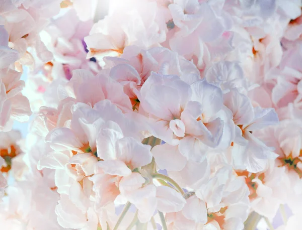Flower soft pink bouquet background. — Stock Image Flower soft pink bouquet background. Royalty Free Stock Images