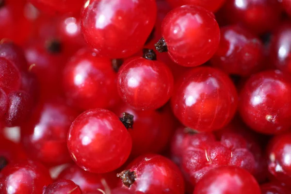 红树莓和红醋栗。软对焦. — 图库照片