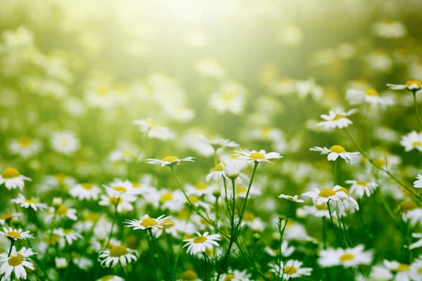 Gänseblümchen im Garten — Stockfoto