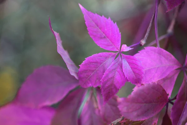 Rama de hoja de otoño —  Fotos de Stock