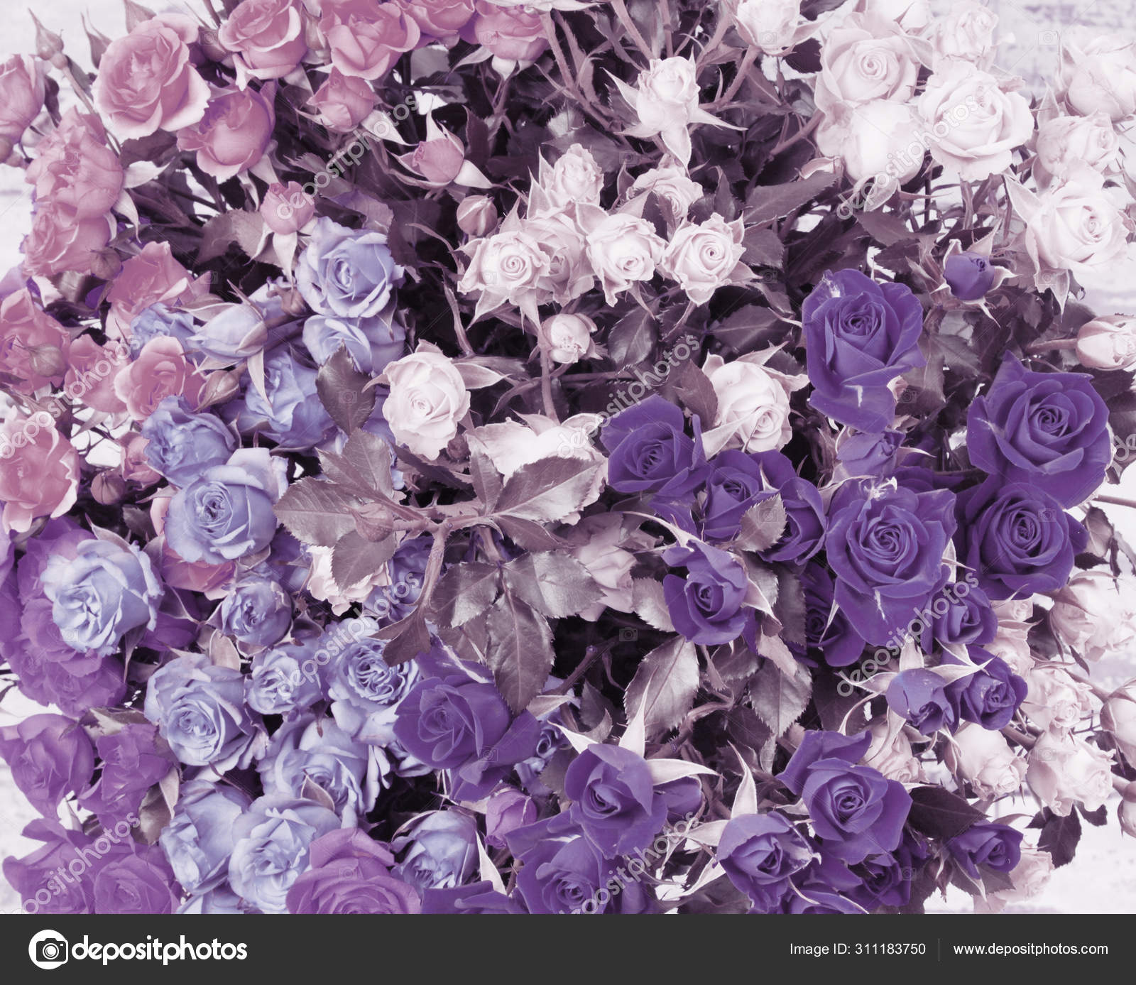 Fundo do buquê de flores. Rosas violetas e lilás . fotos, imagens de © Tihon6 #311183750 Fundo do buquê de flores. Rosas violetas e lilás . fotos, imagens de © Tihon6 #311183750