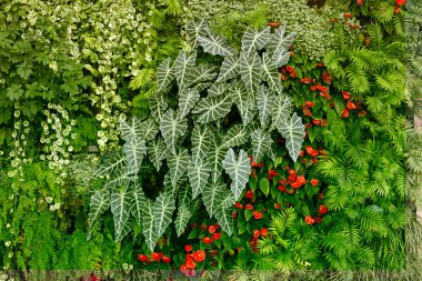 Tropikal bitkilerle dolu bir duvar. Doğa yeşil arkaplan.