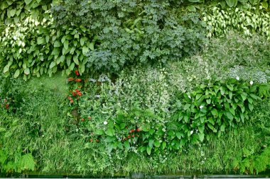Tropikal bitkilerle dolu bir duvar. Doğa arkaplanı.