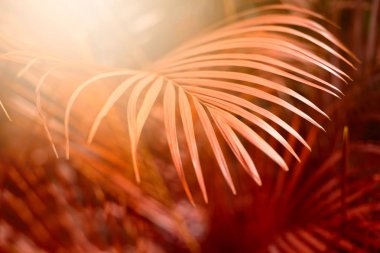 Palmiye yaprağı Tropikal bitkilerle dolu bir orman. Doğa arkaplanı.