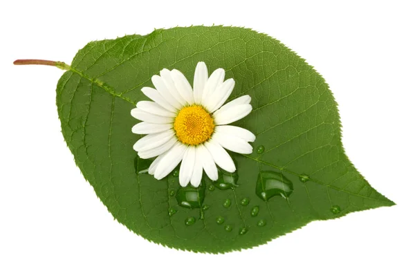 Grüne Blatt-Kamille auf weißem Hintergrund — Stockfoto