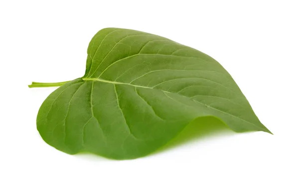 Hoja verde sobre fondo blanco. — Foto de Stock