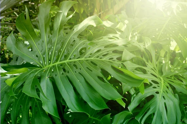 Floresta com plantas tropicais. Natureza fundo verde . — Fotografia de Stock