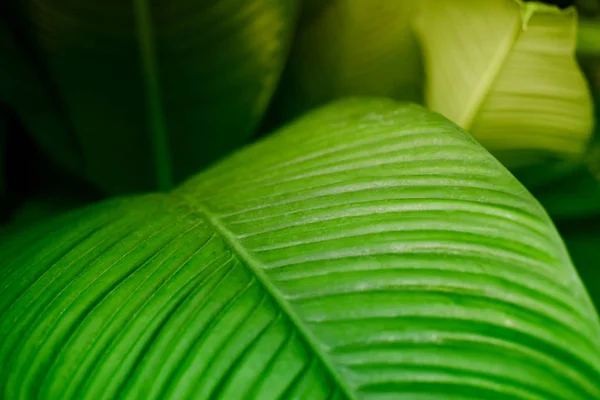 緑の熱帯の葉。自然を背景にソフトフォーカス. — ストック写真
