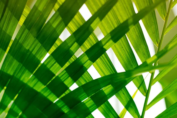 Folha de palma. Plantas tropicais. Natureza fundo verde . — Fotografia de Stock