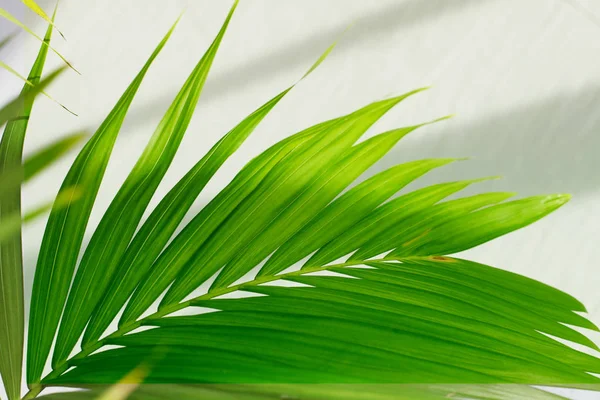 Liść palmowy. Tropikalne rośliny. Kontekst natury. — Zdjęcie stockowe