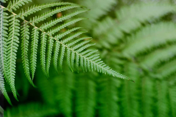 Daun hijau pakis pada tanaman hutan tropis. Backgro hijau alam — Stok Foto