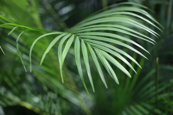 Folha de palma. Floresta com plantas tropicais. Natureza fundo verde . — Fotografia de Stock