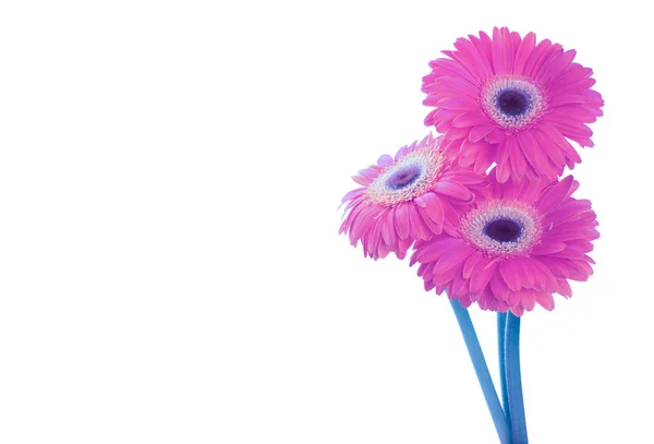 Roze gerbera bloem geïsoleerd — Stockfoto