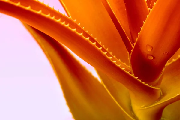 Aloe leaf with water drops — Stock Photo, Image