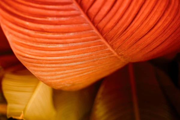 Rsd熱帯の葉。自然を背景にソフトフォーカス. — ストック写真