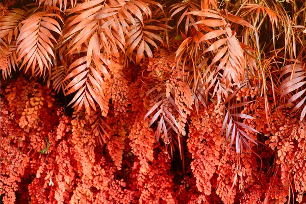Dinding dengan tanaman tropis. Latar belakang merah alam. — Stok Foto