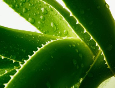 Su damlalı yeşil aloe