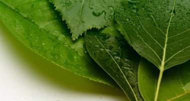 Su damlalı yeşil yaprak.