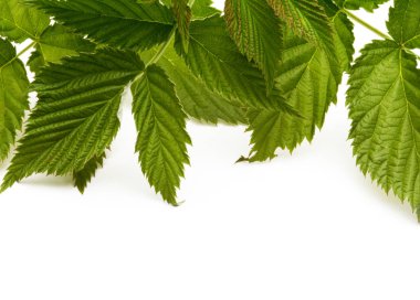 Beyaz arkaplanda yeşil dal yaprağı.