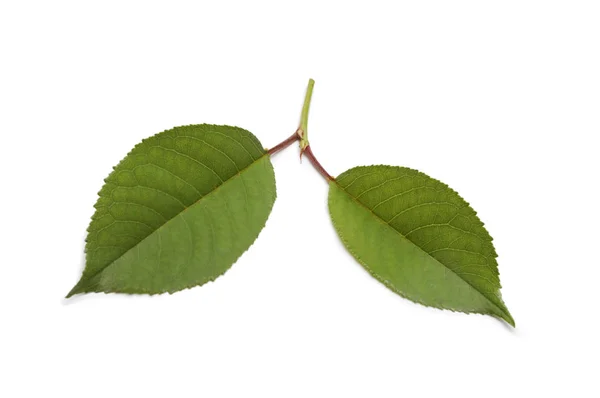 Green leaf on white background. — Stock Photo, Image