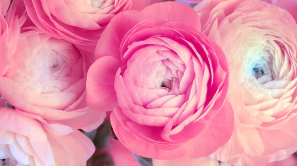 Ροζ λουλούδι ανεμώνη μπουκέτο — Φωτογραφία Αρχείου