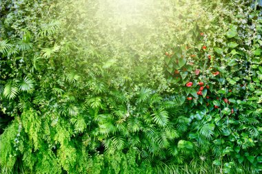 Tropikal bitkilerle dolu bir duvar. Doğa arkaplanı.