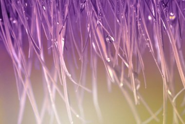 Su damlalı otlar. Yumuşak odak doğa arkaplanı.