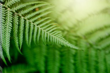 Fern green leaf  in tropical forest plants. Nature green backgro