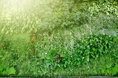 Tropikal bitkilerle dolu bir duvar. Doğa arkaplanı.