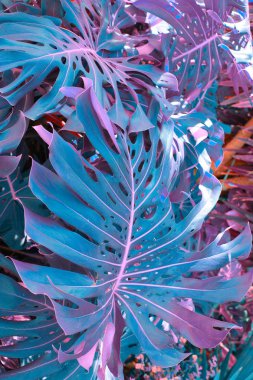 Tropikal bitkilerle dolu bir orman. Doğa arkaplanı.