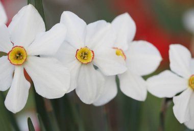 Çiçek açan bahar narsisleri. Bulanık odak noktası b