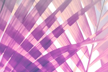  Palmiye yaprağı Tropik bitkiler. Doğa arkaplanı.