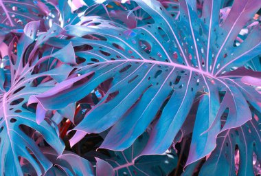 Tropikal bitkilerle dolu bir orman. Doğa arkaplanı.