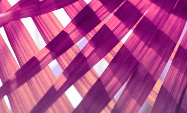  Palmiye yaprağı Tropik bitkiler. Doğa arkaplanı.