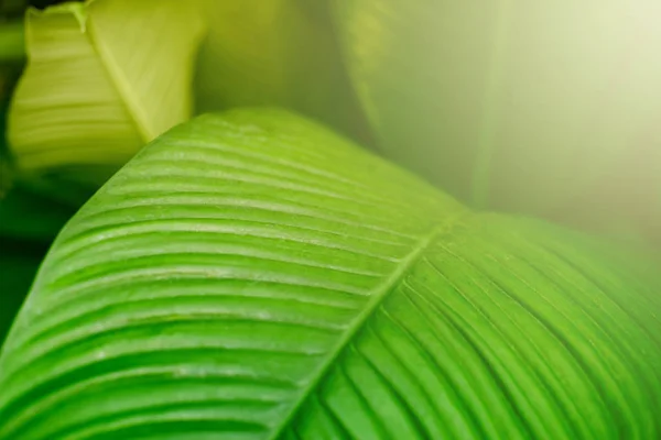 Folha tropical verde. Fundo da natureza. Foco suave . — Fotografia de Stock