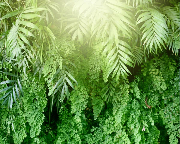 Ściana z tropikalnych roślin. Naturalne zielone tło. — Zdjęcie stockowe
