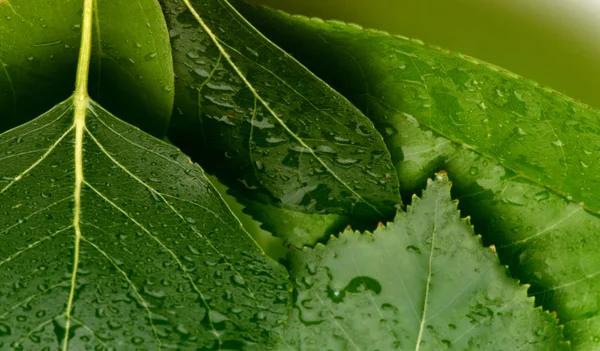 Grönt blad med vattendroppar bakgrund. — Stockfoto