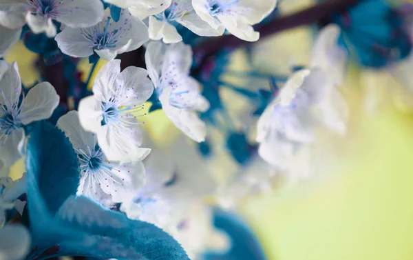 꽃피는 봄 벚나무가지. 부드러운 초점의 자연 배경. — 스톡 사진