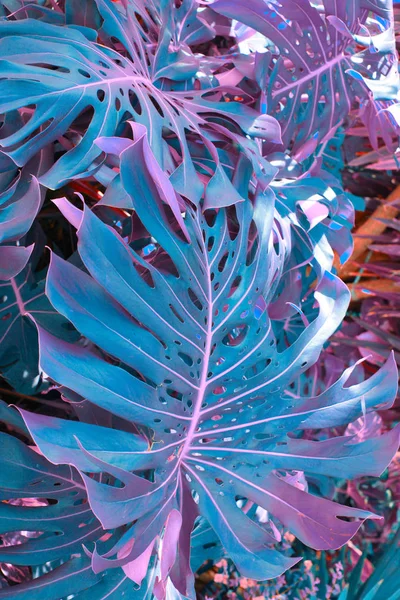 Tropikal bitkilerle dolu bir orman. Doğa arkaplanı.