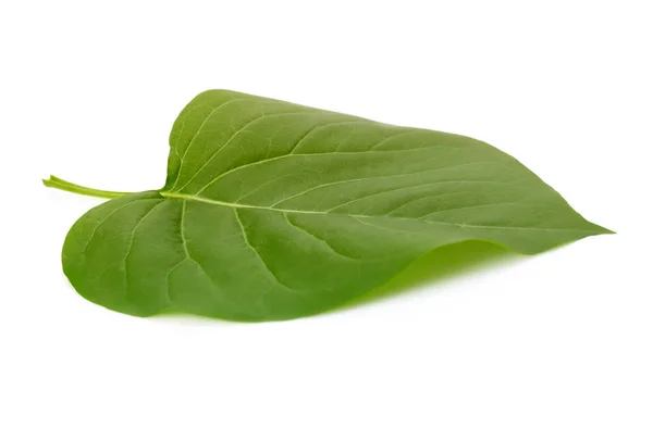 Hoja verde sobre fondo blanco. — Foto de Stock