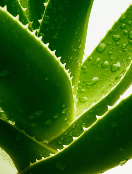 Πράσινη αλόη με σταγόνες νερού — Φωτογραφία Αρχείου