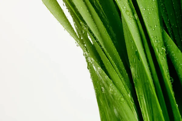 Grünes Grasblatt mit Wassertropfen. Hintergrund Natur. — Stockfoto