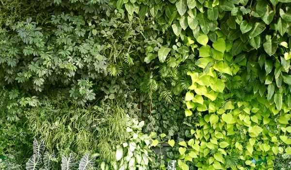 Τοίχος με τροπικά φυτά. Αναρριχητικά φυτά. Πράσινο φόντο της φύσης — Φωτογραφία Αρχείου