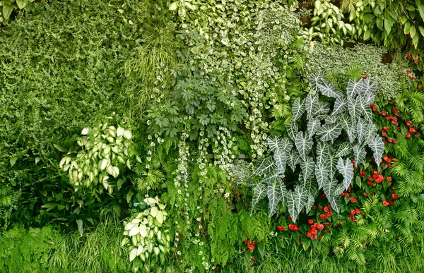 Zeď s tropickými rostlinami. Příroda zelené pozadí. — Stock fotografie