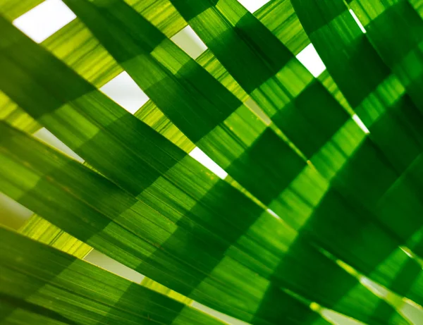 Liść palmowy. Tropikalne rośliny. Naturalne zielone tło. — Zdjęcie stockowe