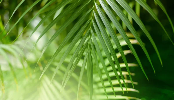 Folha de palma. Plantas tropicais. Natureza borrão fundo . — Fotografia de Stock
