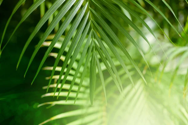 Palmový list. Tropické rostliny. Rozmazání pozadí přírody. — Stock fotografie